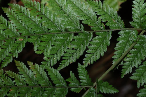Parapolystichum microsorum, photograph 3