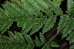Parapolystichum microsorum, photograph (c) Greg Tasney, some rights reserved (CC BY-SA)