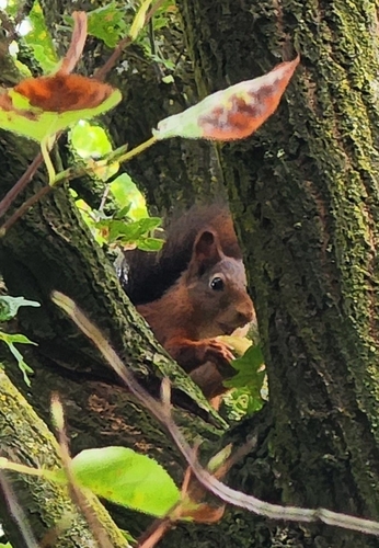 Eurasian Red Squirrel