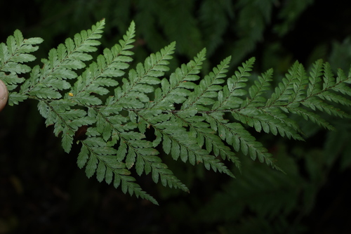 Parapolystichum microsorum, photograph 4