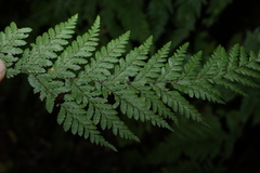 Parapolystichum microsorum, photograph (c) Greg Tasney, some rights reserved (CC BY-SA)