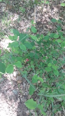 Lathyrus rotundifolius