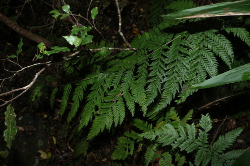 Parapolystichum microsorum, photograph 2