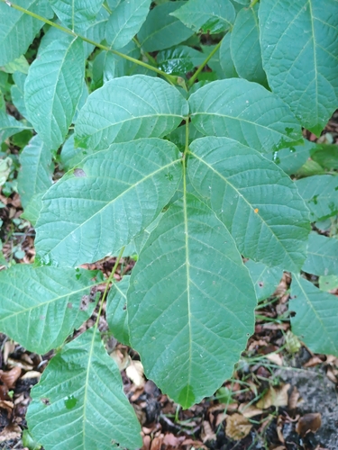 Persian walnut