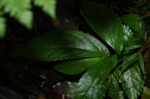 Elatostema reticulatum, photograph 1