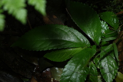 Elatostema reticulatum, photograph (c) Greg Tasney, some rights reserved (CC BY-SA)