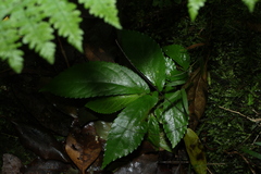 Elatostema reticulatum