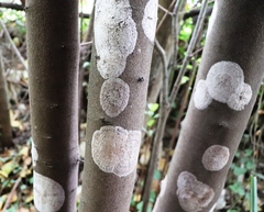 Septobasidium orbiculare