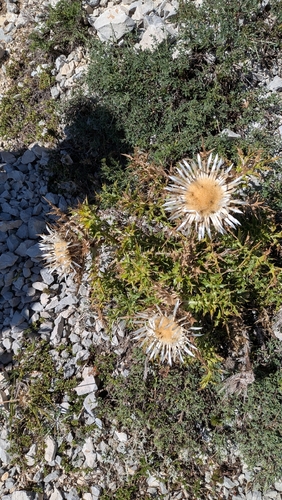 Silver Thistle