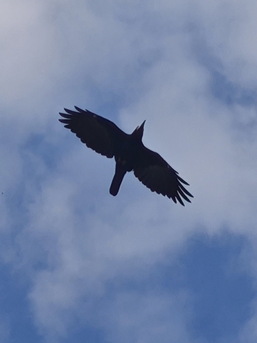 Rook