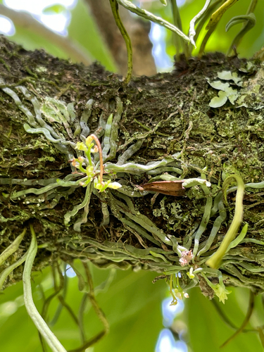 Taeniophyllum glandulosum