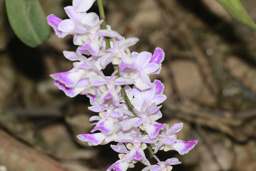 Aerides crispa, 2026-06-05