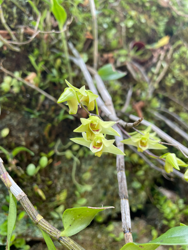 Dendrobium officinale, photograph 1