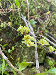 Dendrobium officinale