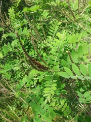 Amorpha fruticosa