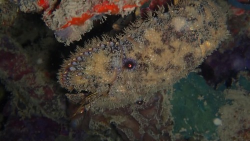 Parribacus antarcticus observed 2026-09-10