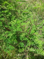 Amorpha fruticosa
