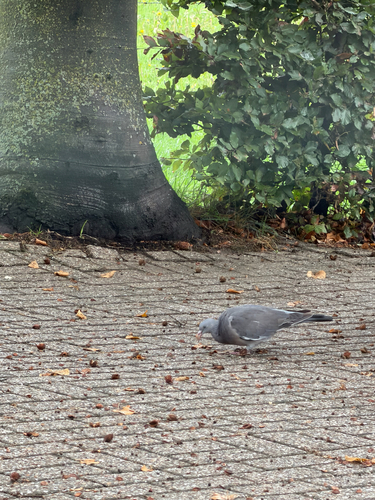 Common Wood-Pigeon