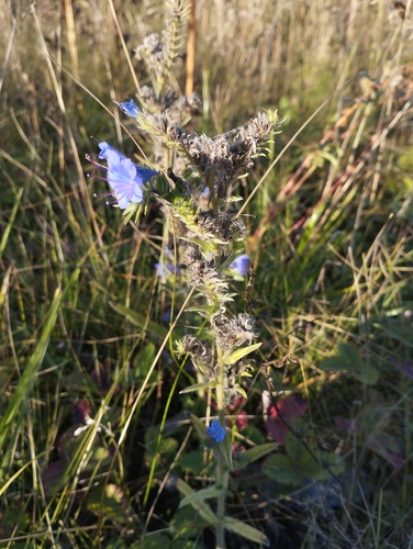 viper's-bugloss