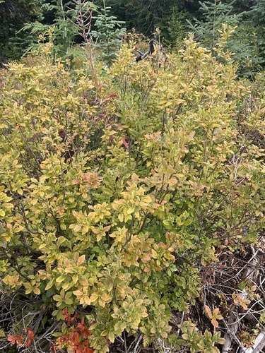 mock azalea