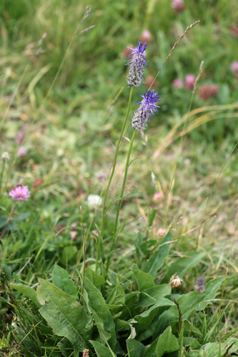 Phyteuma betonicifolium, photograph 2
