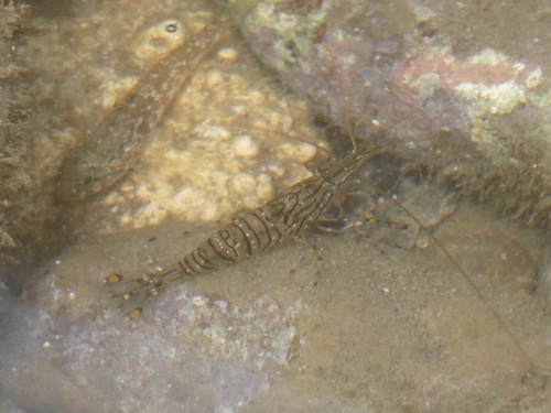 Palaemon pacificus observed 2026-09-13