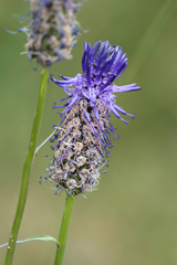 Phyteuma betonicifolium
