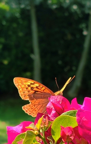 Cardinal Butterfly