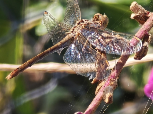 Southern Darter