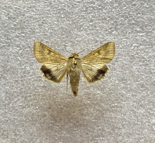 Cotton Bollworm Moth