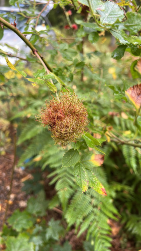 Mossy Rose Gall Wasp