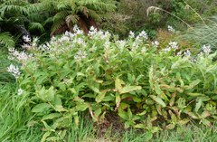 Koenigia polystachya