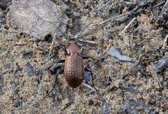 Carabus arvensis