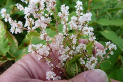 Koenigia polystachya