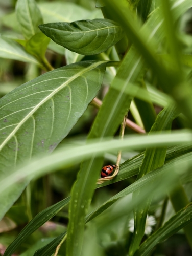 Small Transverse Ladybird Beetle