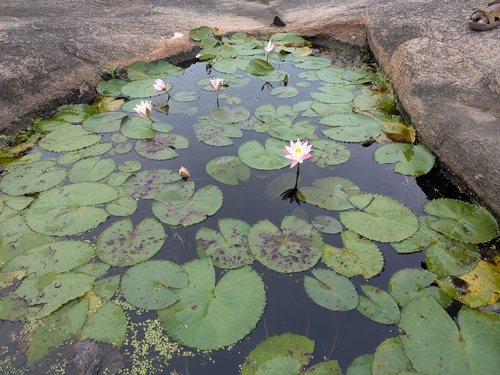 Nymphaea pubescens, photograph 2