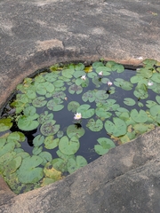 Nymphaea pubescens, photograph (c) Shikha Sreenivas, some rights reserved (CC BY)