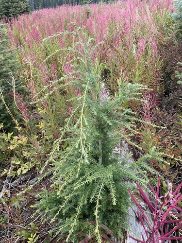 western hemlock