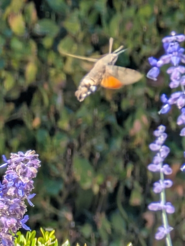 Eurasian Hummingbird Hawkmoth