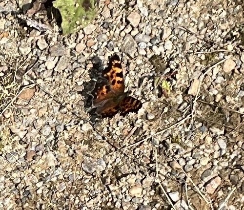 Green Comma