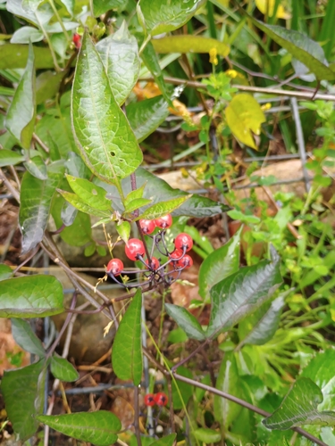 bittersweet nightshade