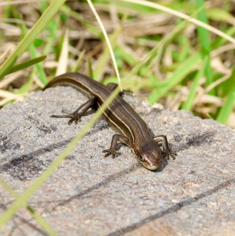 Pseudemoia pagenstecheri, 2026-09-13