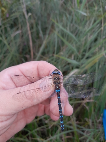 Migrant Hawker