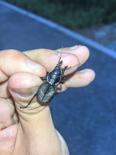 Carabus brandti