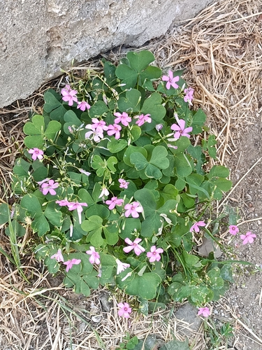 pink-sorrel