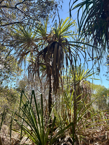 Pandanus cookii observed 2026-09-13