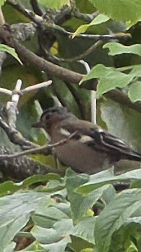 Common Chaffinch