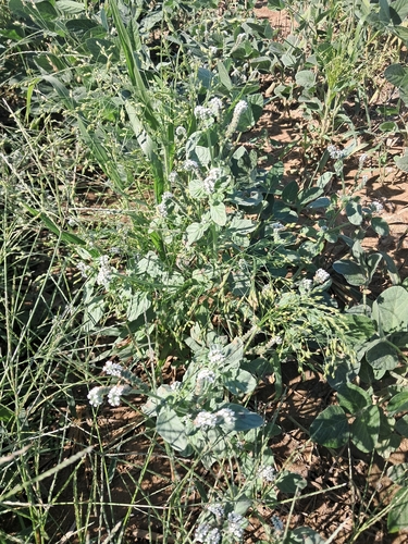 European heliotrope