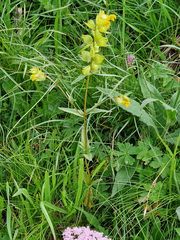 Rhinanthus glacialis, photograph (c) Wolfgang Ahlmer, some rights reserved (CC BY)