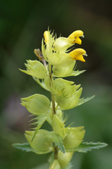 Rhinanthus glacialis